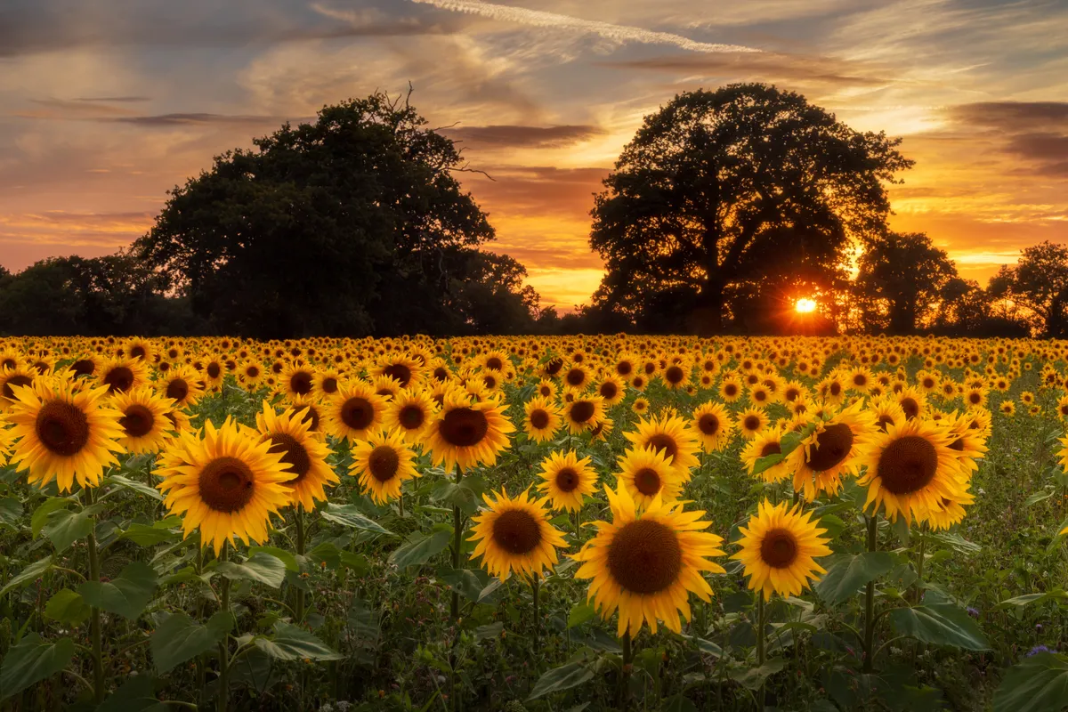 A vast sunflower field glowing beneath a fiery sunset at Plumpton Green in East Sussex