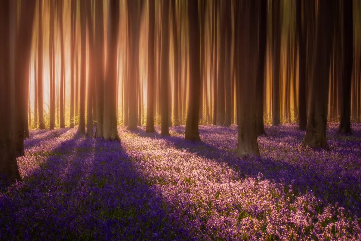 Sunlight streaming through tall woodland trees onto a carpet of bluebells at Angmering in West Sussex