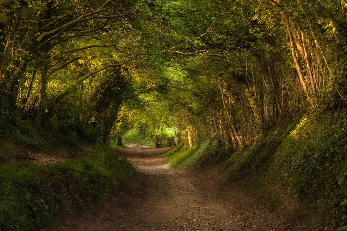 A sunlit tree tunnel along a woodland path at Halnaker in West Sussex