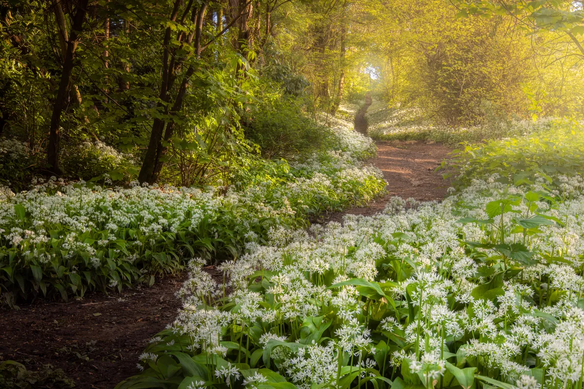 A woodland path winding through a carpet of wild garlic in soft spring light at Washington in West Sussex