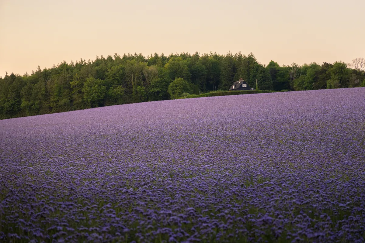 A vast purple phacelia field leading to a lone house backed by woodland in Madehurst, West Sussex
