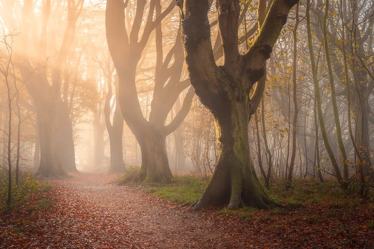 Sunlight filtering through mist among the trees along a woodland path in Stanmer Park